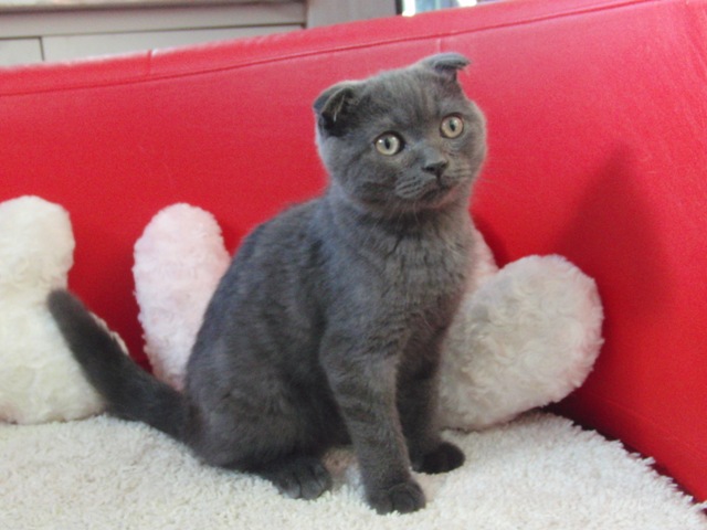 スコティッシュフォールドの子猫画像