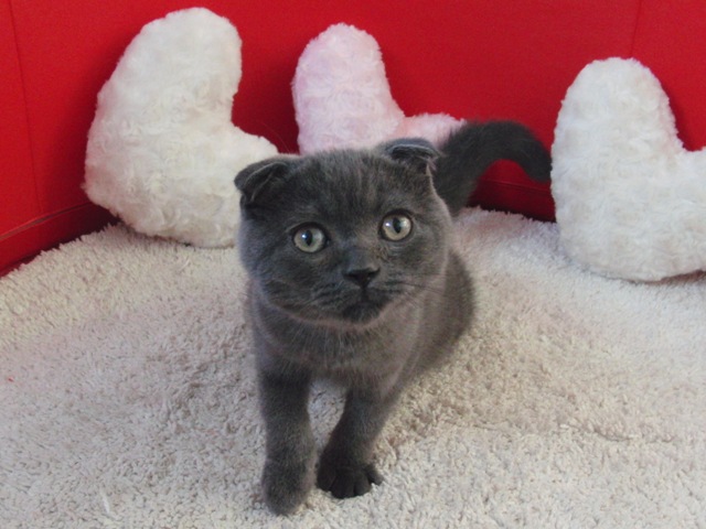スコティッシュフォールドの子猫画像
