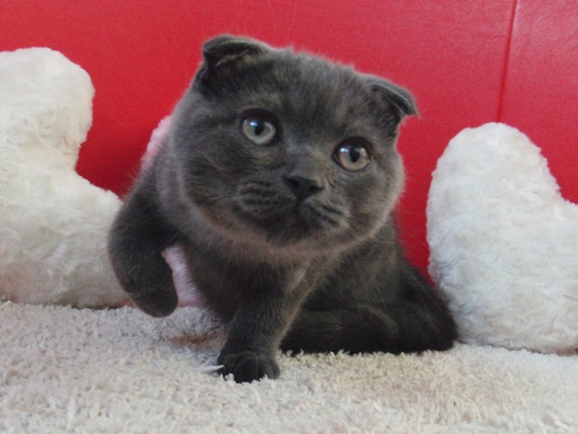 スコティッシュフォールドの子猫画像