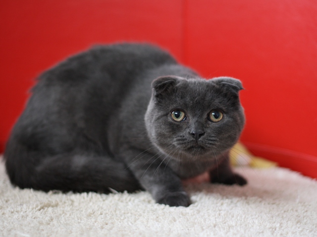 スコティッシュフォールドの子猫画像