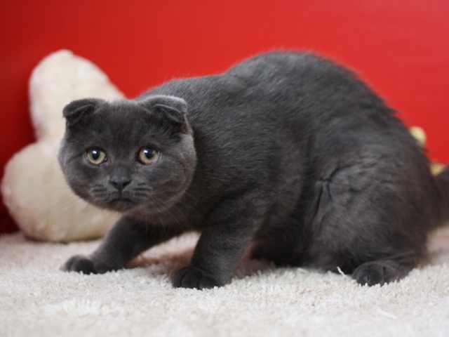 スコティッシュフォールドの子猫画像