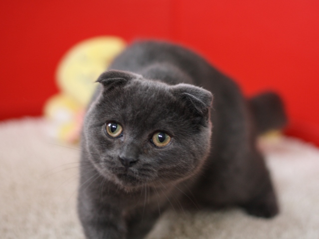 スコティッシュフォールドの子猫画像