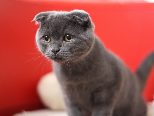 スコティッシュフォールドの子猫画像