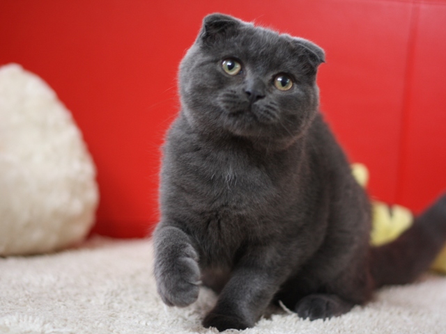 スコティッシュフォールドの子猫画像