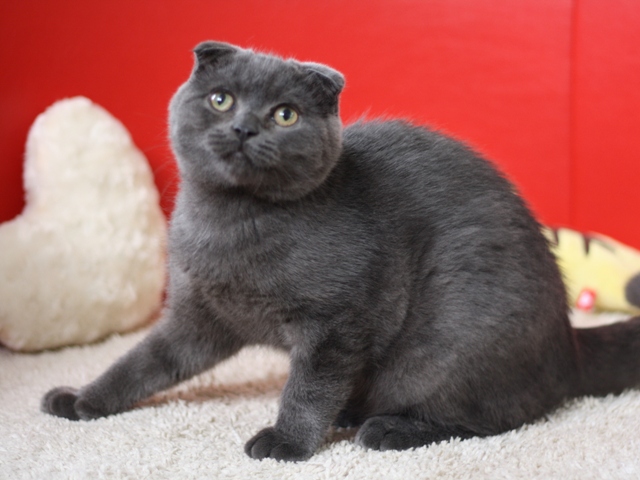 スコティッシュフォールドの子猫画像