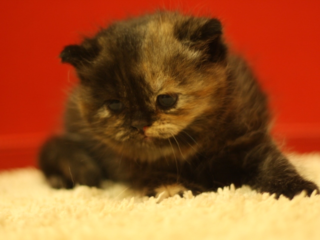 スコティッシュフォールドの子猫画像