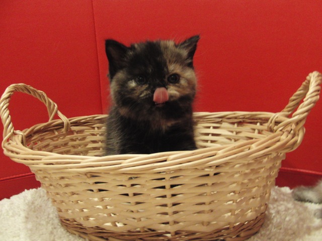 スコティッシュフォールドの子猫画像