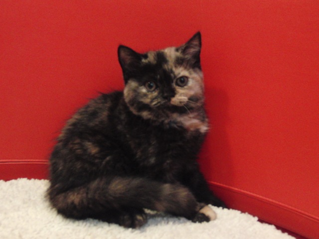 スコティッシュフォールドの子猫画像