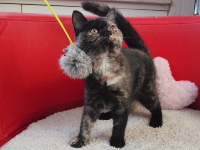 スコティッシュフォールドの子猫画像