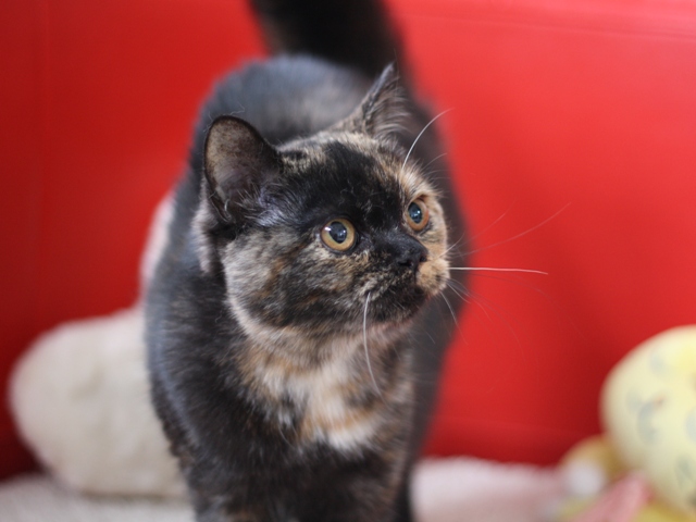 スコティッシュフォールドの子猫画像