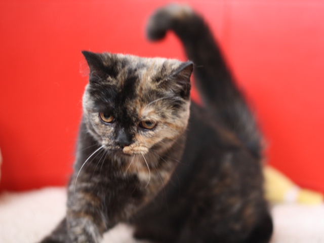 スコティッシュフォールドの子猫画像