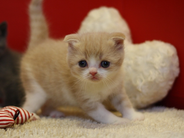 スコティッシュフォールドの子猫画像