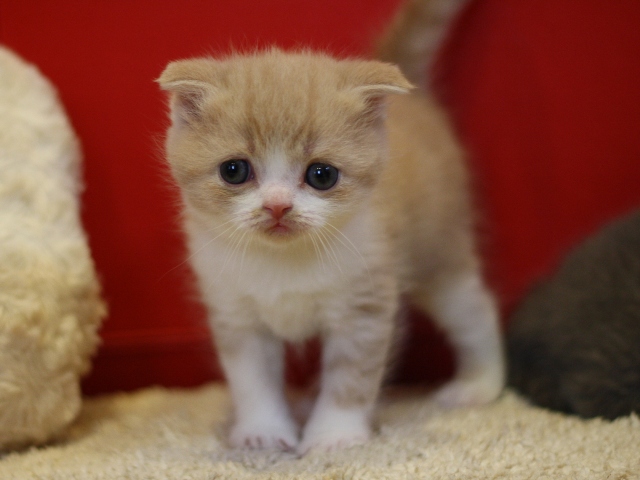 スコティッシュフォールドの子猫画像