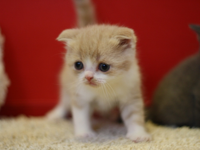 スコティッシュフォールドの子猫画像