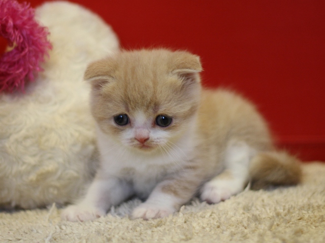 スコティッシュフォールドの子猫画像