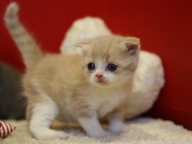 スコティッシュフォールドの子猫画像