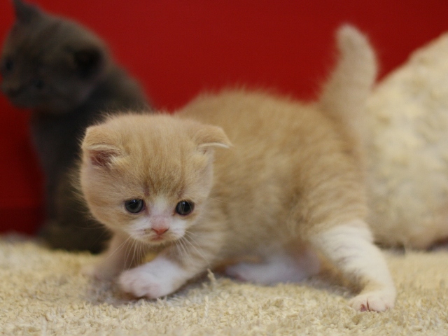 スコティッシュフォールドの子猫画像