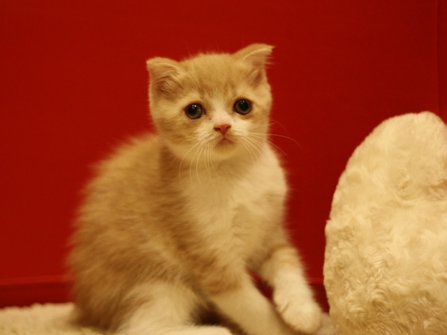 スコティッシュフォールドの子猫画像