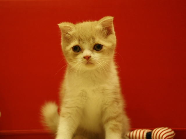 スコティッシュフォールドの子猫画像