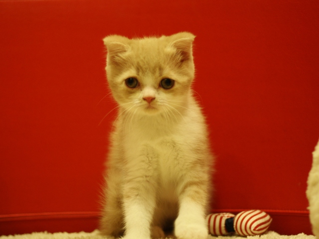 スコティッシュフォールドの子猫画像