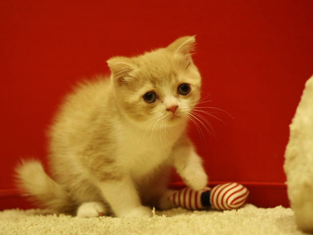 スコティッシュフォールドの子猫画像