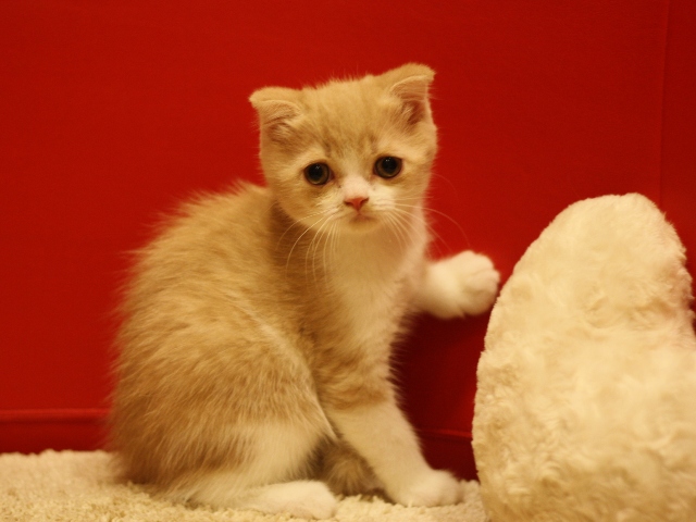 スコティッシュフォールドの子猫画像