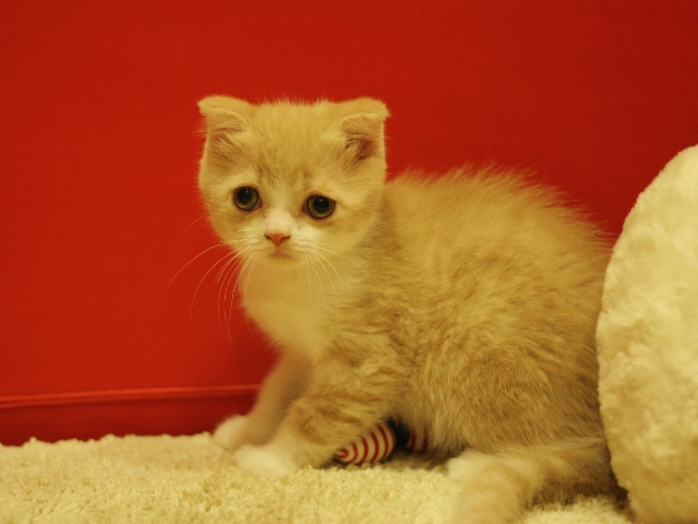 スコティッシュフォールドの子猫画像