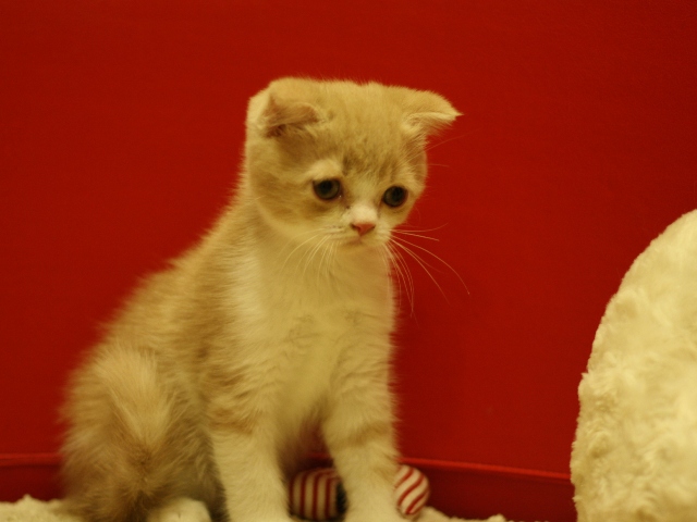 スコティッシュフォールドの子猫画像
