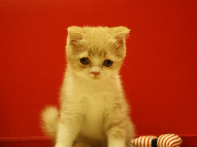 スコティッシュフォールドの子猫画像