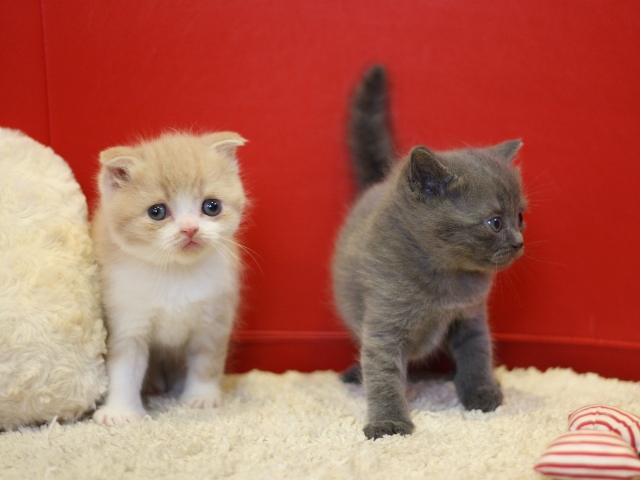 スコティッシュフォールドの子猫画像