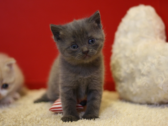スコティッシュフォールドの子猫画像