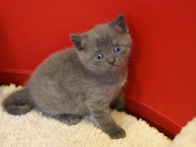 スコティッシュフォールドの子猫画像