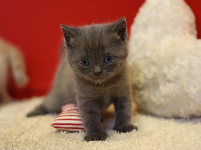 スコティッシュフォールドの子猫画像