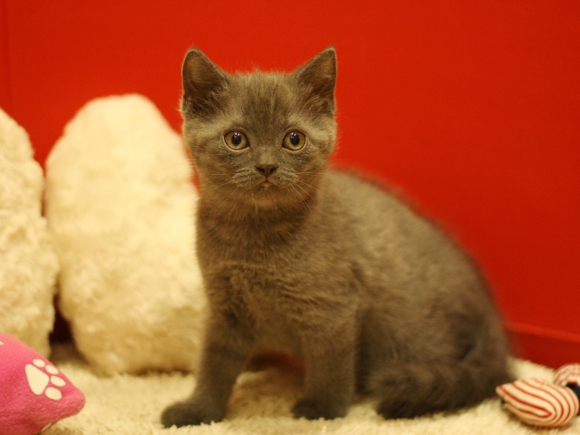 スコティッシュフォールドの子猫画像