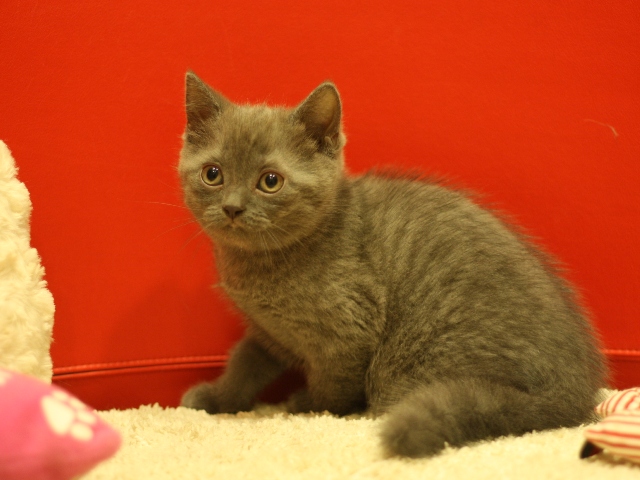 スコティッシュフォールドの子猫画像