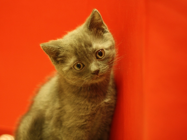 スコティッシュフォールドの子猫画像