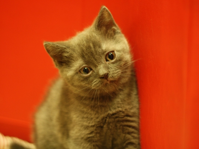 スコティッシュフォールドの子猫画像