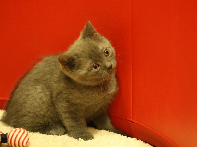 スコティッシュフォールドの子猫画像