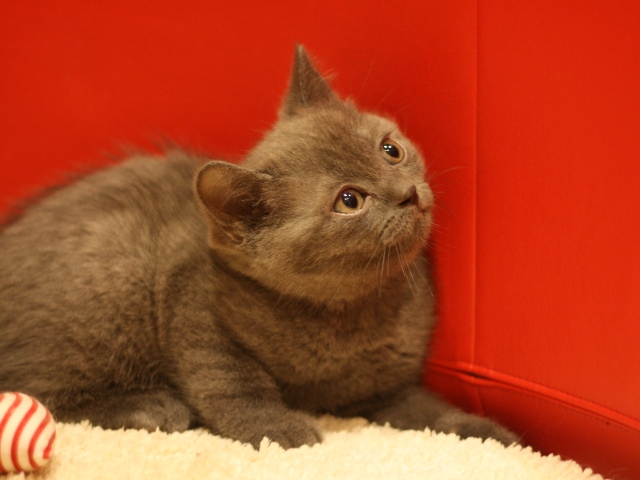 スコティッシュフォールドの子猫画像