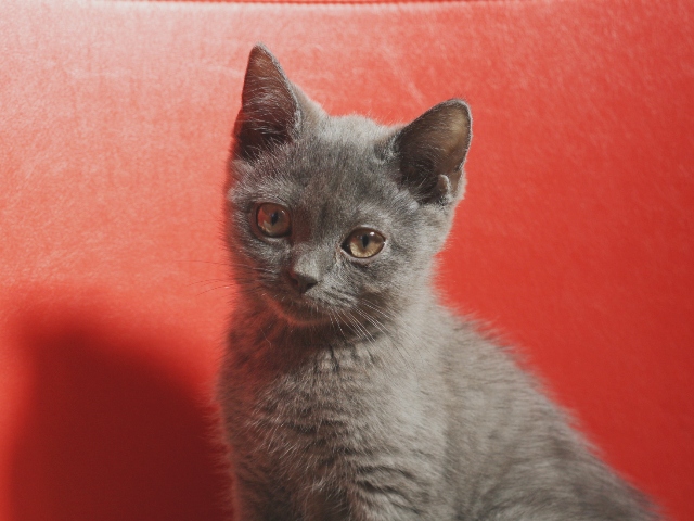 スコティッシュフォールドの子猫画像