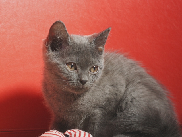 スコティッシュフォールドの子猫画像