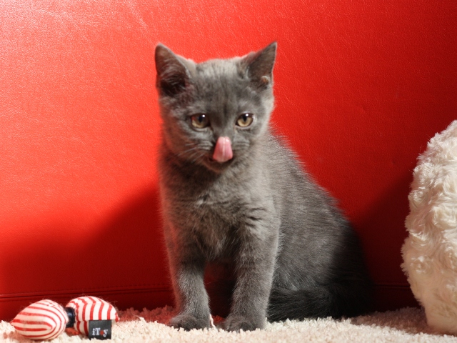 スコティッシュフォールドの子猫画像