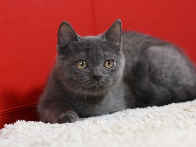 スコティッシュフォールドの子猫画像