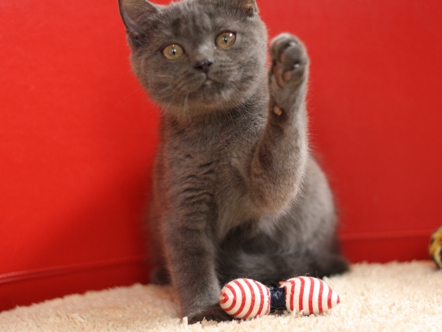 スコティッシュフォールドの子猫画像
