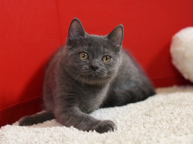 スコティッシュフォールドの子猫画像