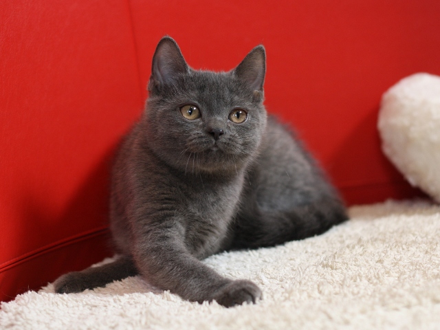 スコティッシュフォールドの子猫画像