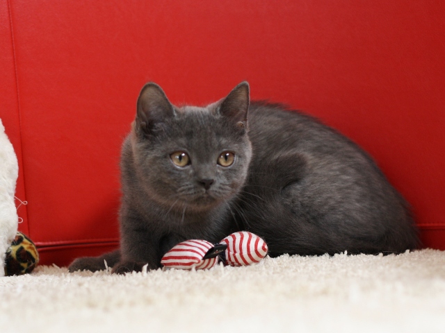 スコティッシュフォールドの子猫画像