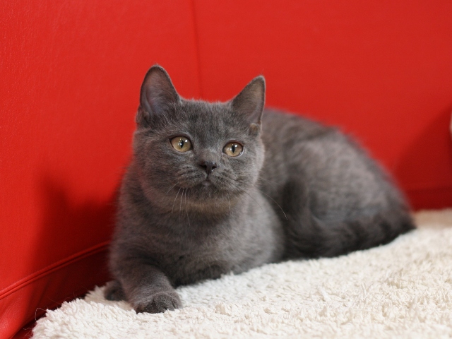 スコティッシュフォールドの子猫画像