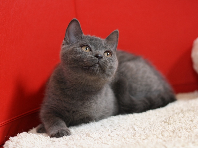 スコティッシュフォールドの子猫画像