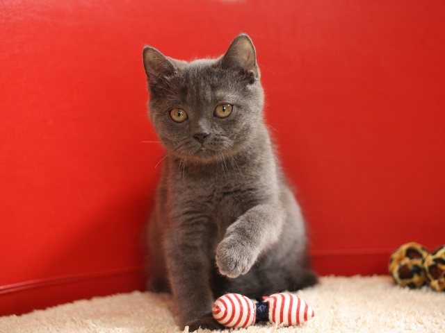 スコティッシュフォールドの子猫画像